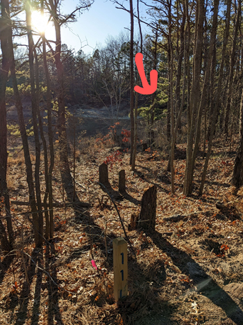 Amanda's Field image